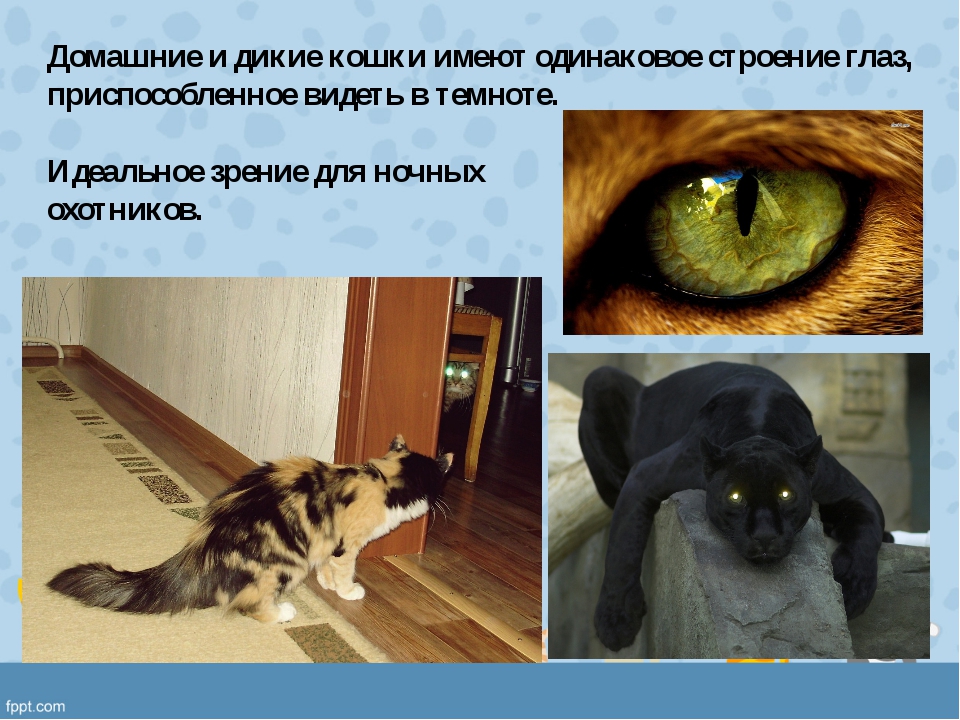 Видят ли кошки в темноте и особенности зрения питомцев