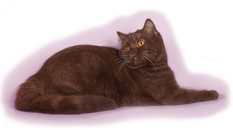 Чем примечательна йоркская шоколадная кошка - мир кошек