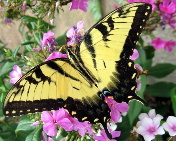 14 самых красивых бабочек: фото, названия, описание