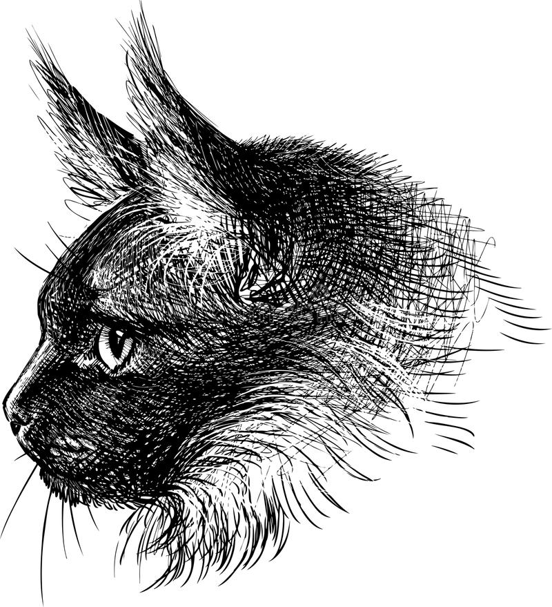 Как рисовать кошек. полный гайд по рисованию кошек и котов