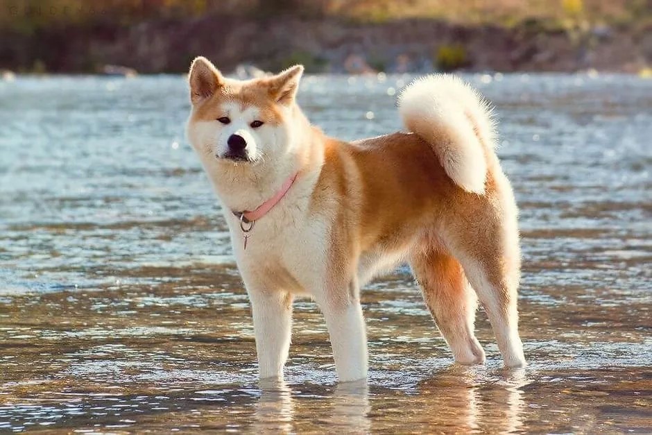Китайская хохлатая собака фото и описание породы, цена щенка, китайская хохлатая пуховая