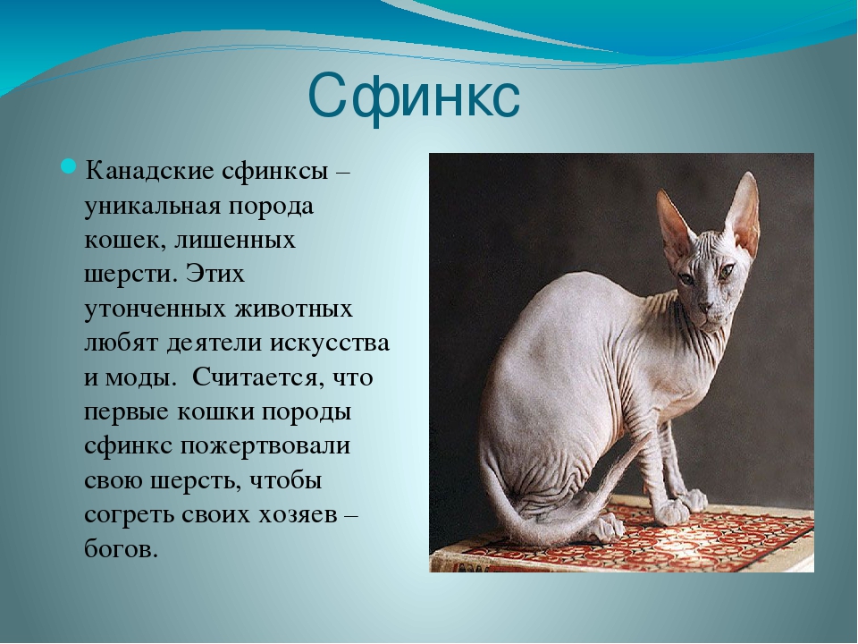 Сфинкс кошка презентация