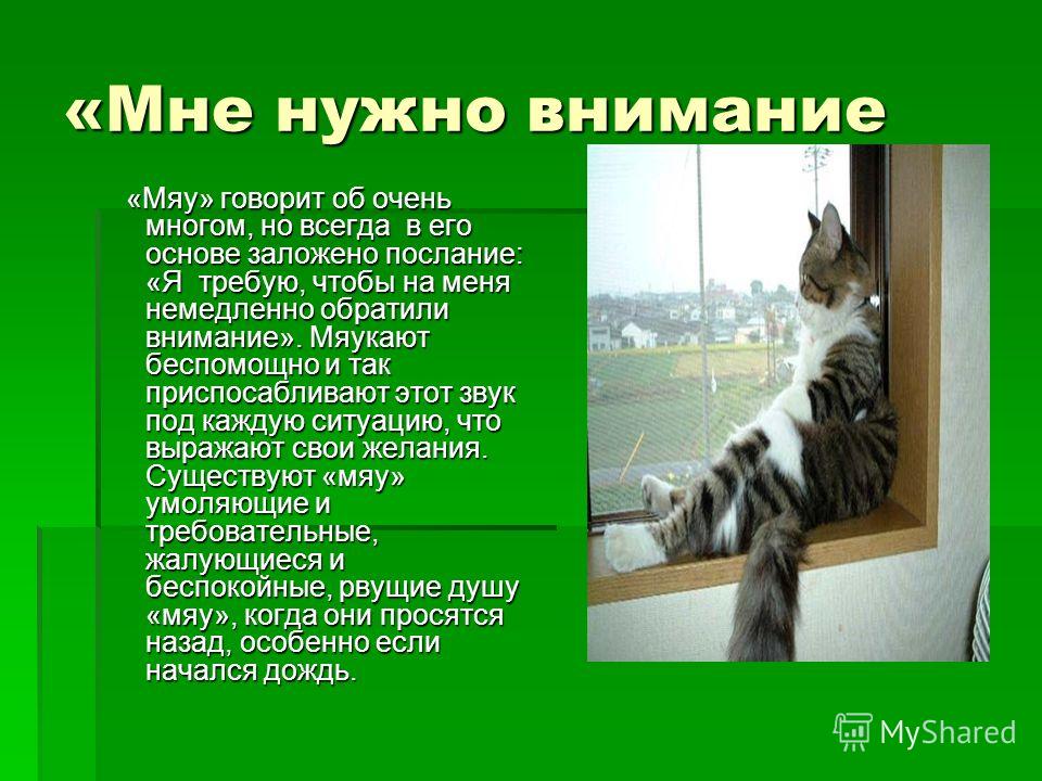 Как сказать кошке иди сюда по кошачьи. язык кошек