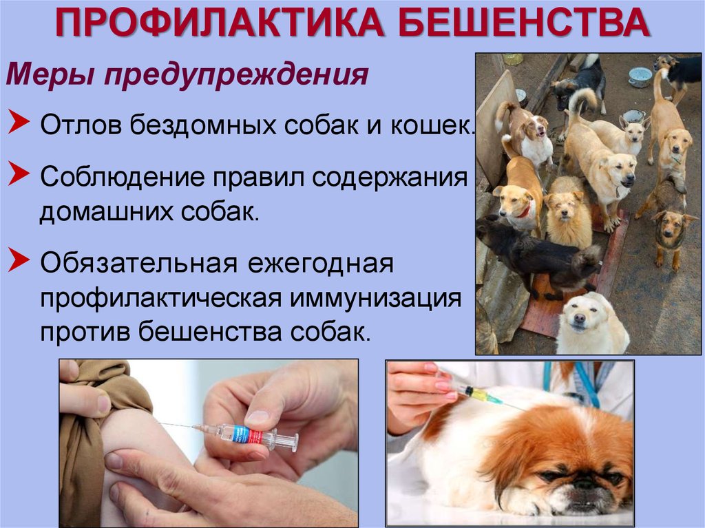 Комплексные прививки кошкам, цены на вакцинацию от бешенства или чумки