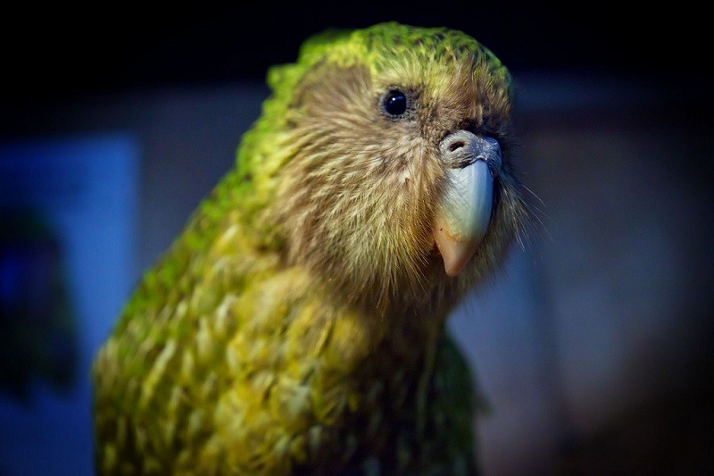 Попугай кеа: все о хищной птице из новой зеландии