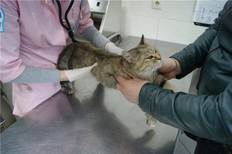 Лейкоз у кошек - симптомы и лечение вирусной лейкемии