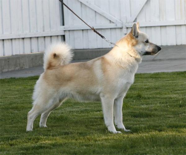 Норвежский элкхаунд - порода собак - информация и особенностях | хиллс