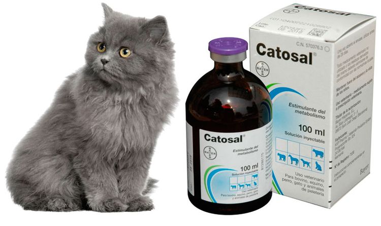 Катозал для кошек и котов: инструкция по применению для взрослых животных и котят, аналоги, отзывы