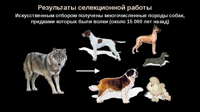 Особенности и разновидности скрещивания собак