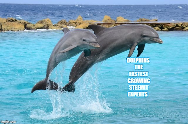 Дельфиновые | описания и фото животных | некоммерческий учебно-познавательный интернет-портал зоогалактика