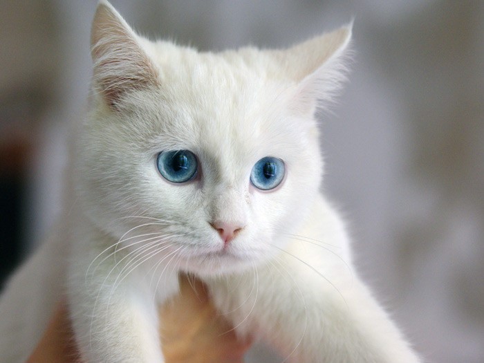 Почему белые кошки глухие и все ли они такие?