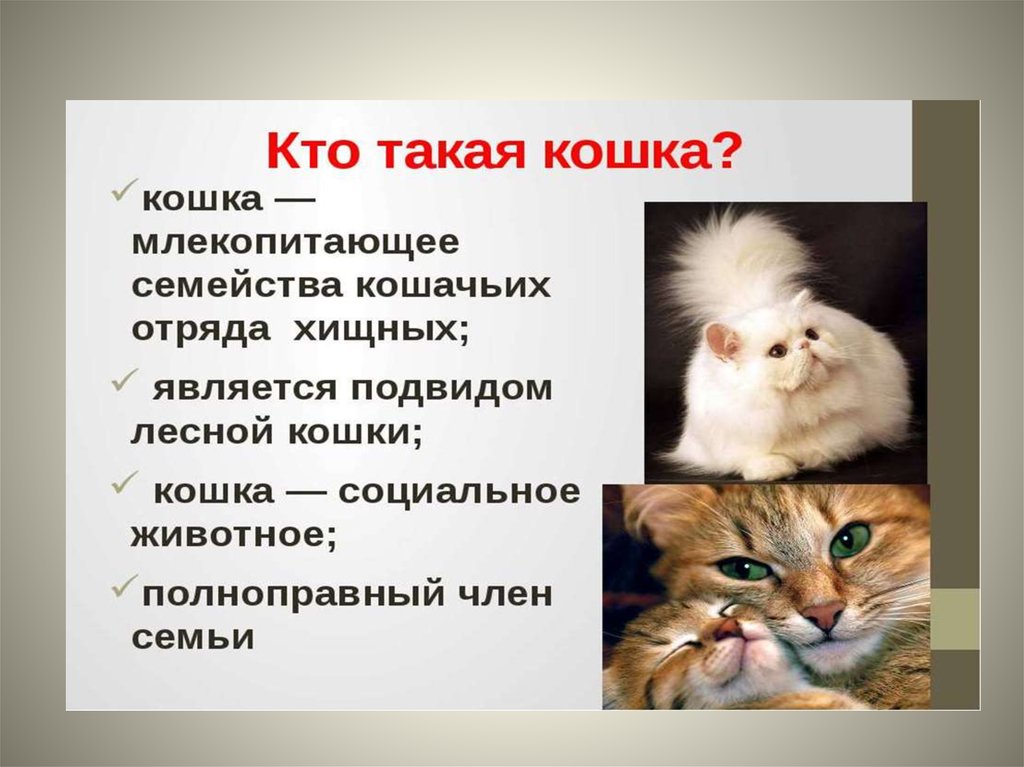 Презентация моя кошка