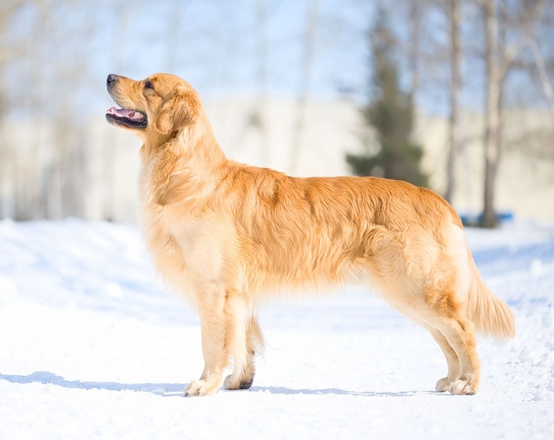 Описание породы собак золотистый ретривер