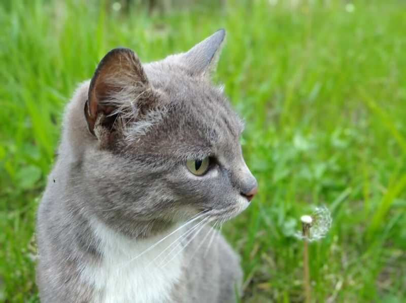 Где и почему запрещены домашние кошки? - gafki.ru