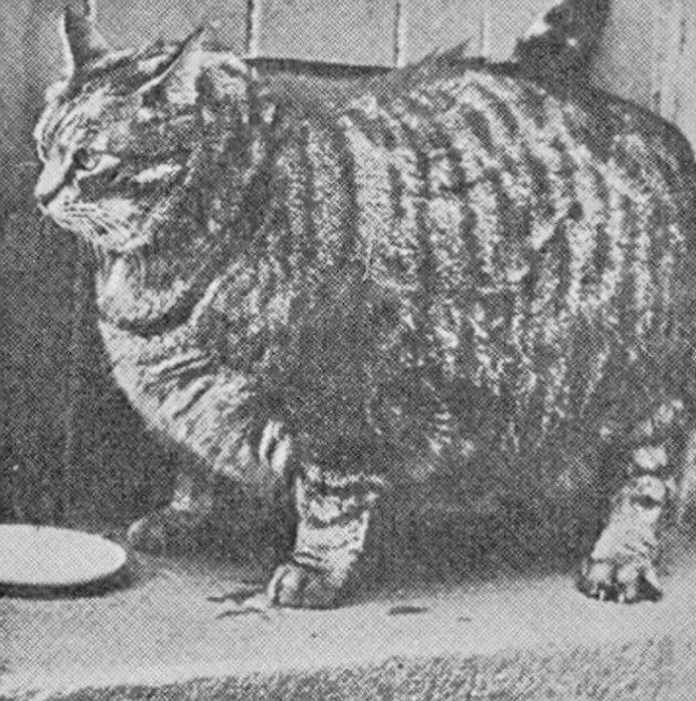 Самые толстые коты и кошки