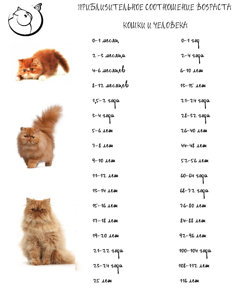Как определить возраст кошки в домашних условиях фото пошагово