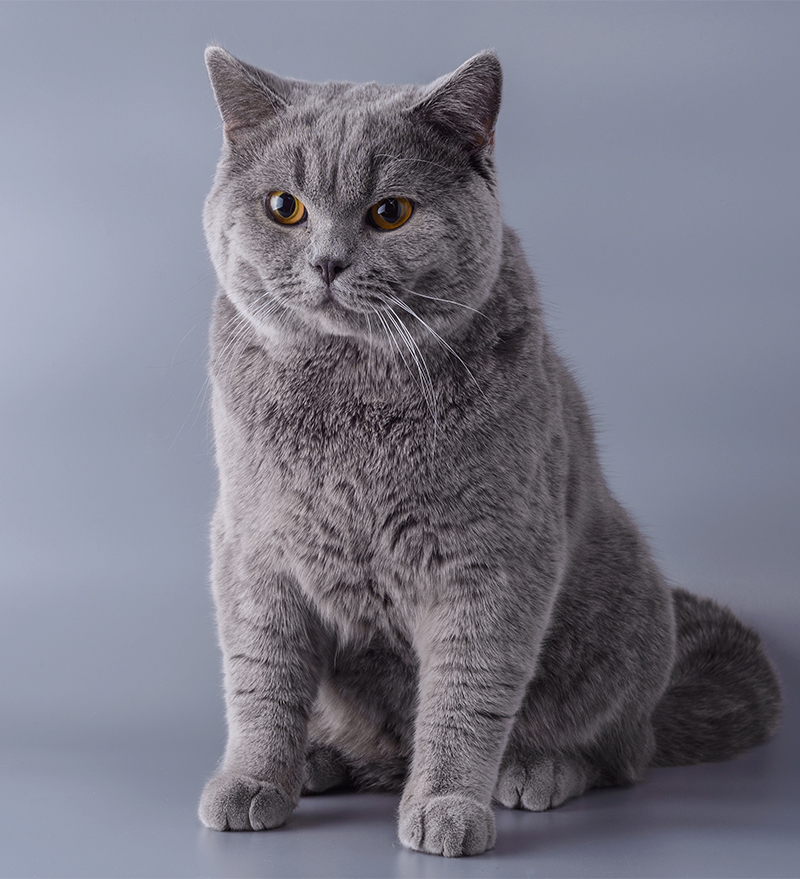 Британская кошка фото описание короткошерстная кошка
