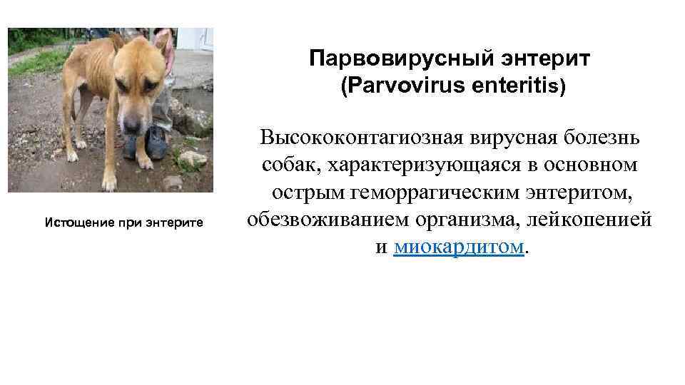 Парвовирусный энтерит у собаки - лечение, симптомы в москве. ветеринарная клиника "зоостатус"