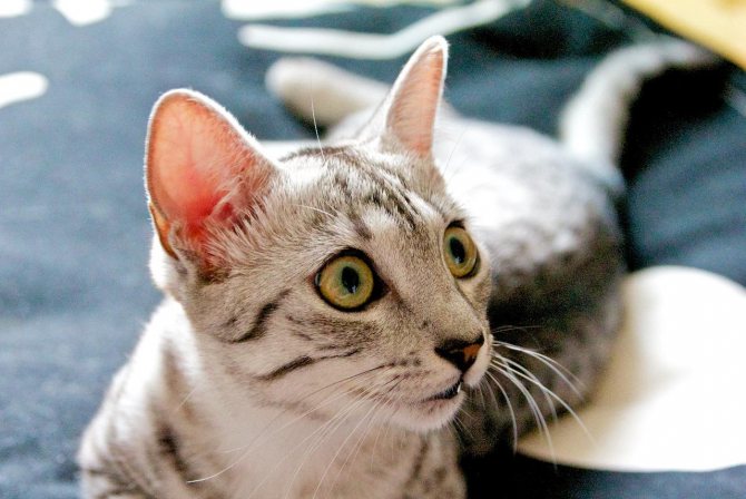 Аравийский мау: фото, описание кошки, характер, правила ухода и содержания | for-pet