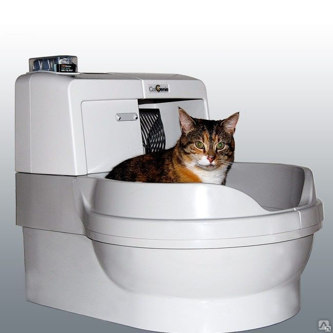 7 лучших закрытых туалетов для кошек