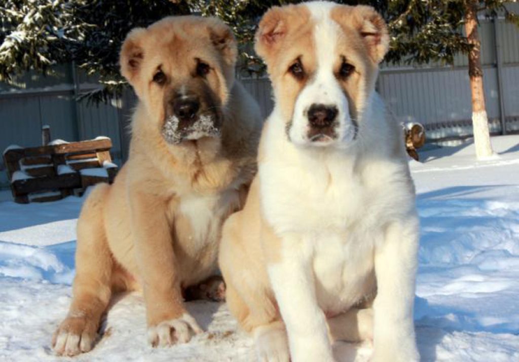 Порода собак алабай — описание породы