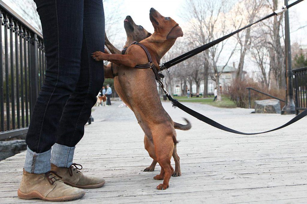Как отучить собаку прыгать на людей от радости при встрече – способы