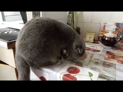 Как отучить кота лазить по столам?
