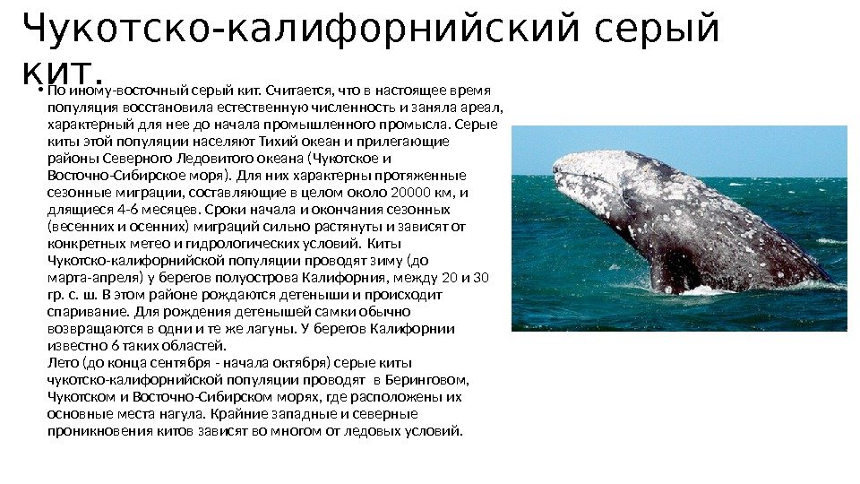 Где и какие киты живут в морях россии? где и когда можно увидеть китов в россии своими глазами?