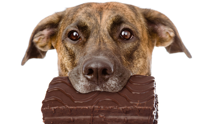 Почему собакам нельзя сладкое | можно ли давать