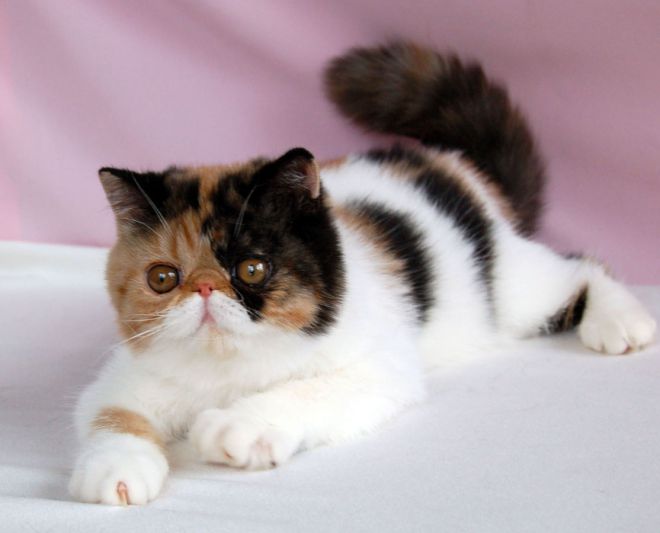 Порода кошек экзот: фото, описание, цены