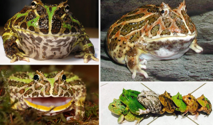 Шпорцевая лягушка. описание, особенности, уход и содержание шпорцевой лягушки