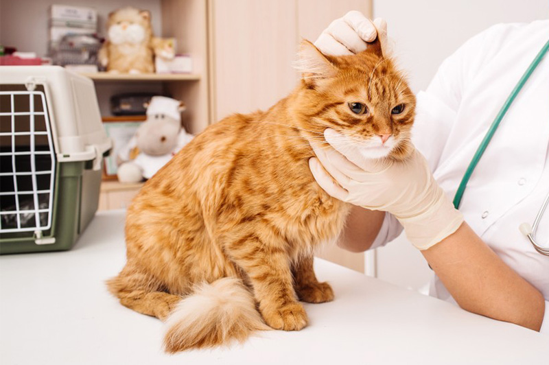 Аллергия‌ ‌у‌ ‌кошек‌:‌ ‌разновидности‌ ‌‌и‌ ‌симптомы,‌ ‌ лечение‌‌ ‌и‌ ‌уход‌ ‌за‌ ‌кошкой-аллергиком‌ ‌