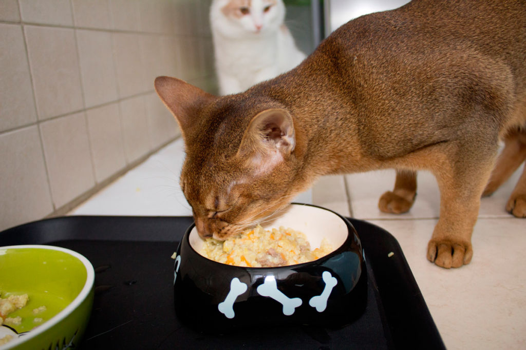 Как правильно перевести кота на сухой корм?