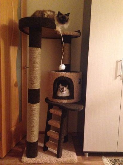 Комфорт во всем: как создать условия для жизни кошки даже в самой маленькой квартире