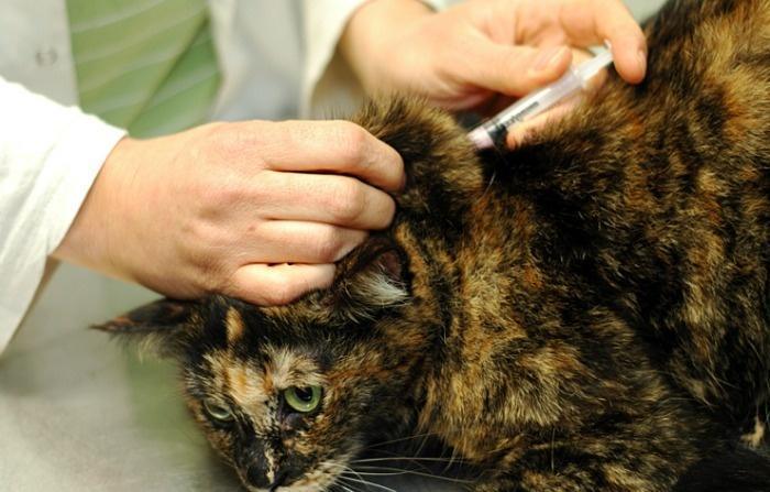 Чумка у кошек: симптомы и лечение в домашних условиях