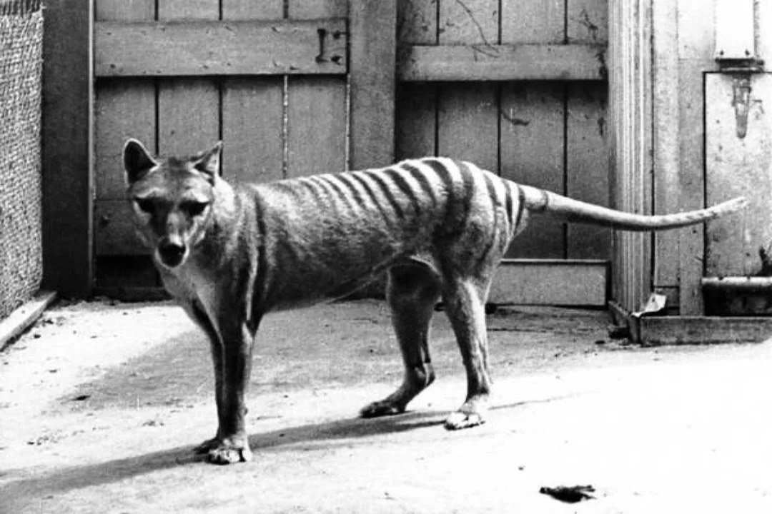 Тасманийский сумчатый волк: история истребления тасманийских тигров