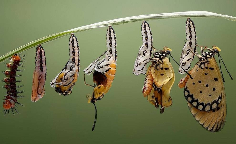 Как долго живут бабочки или сколько времени длится их жизнь?