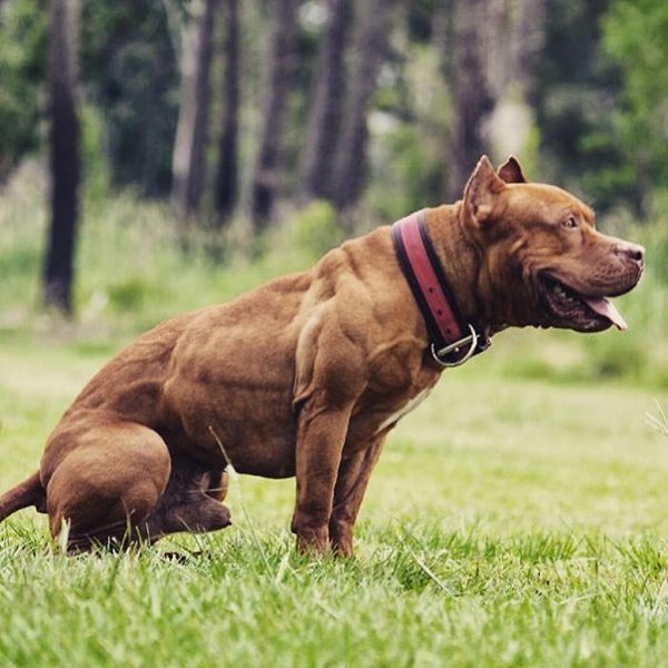 Топ-13 самых сильных пород собак в мире (+ фото)