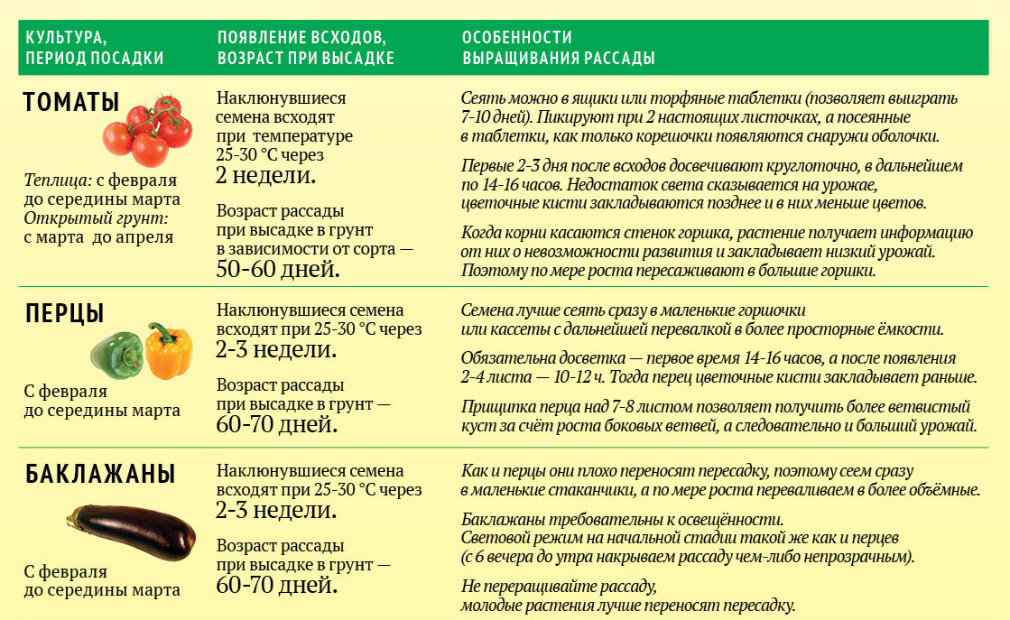 Возраста рассады овощных культур