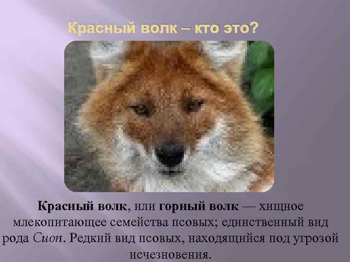 Красный волк — исчезающий вид животных.