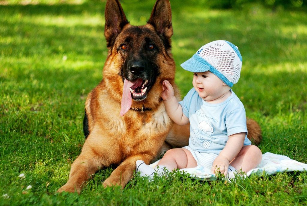 Собаки для детей (72 фото): лучшие породы маленьких и больших собак для квартиры, которые любят детей. как выбрать самую подходящую?