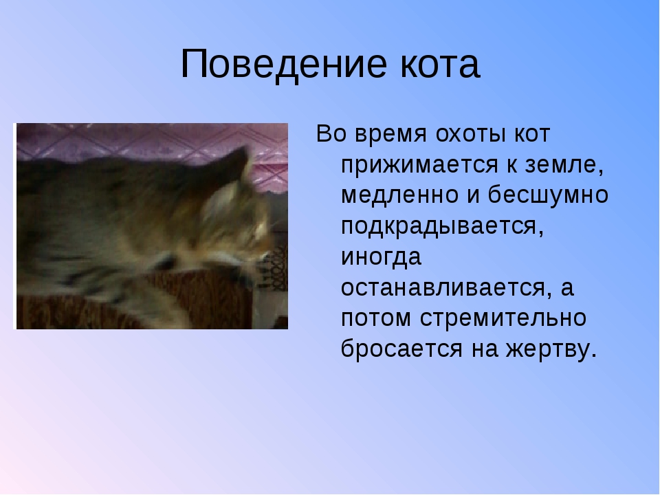Кошки, болезни кошек, описание симптомов болезней, способы лечения