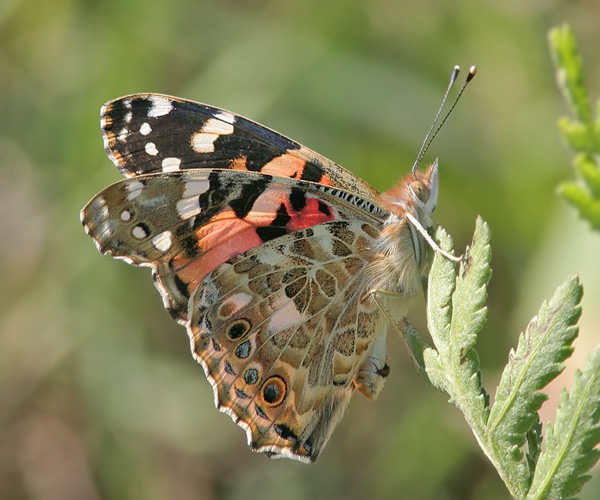 Бабочка: описание, повадки, места обитания, виды бабочек, фото