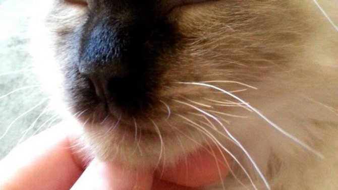 Усы у кошек, зачем они нужны: особенности, функции и применение