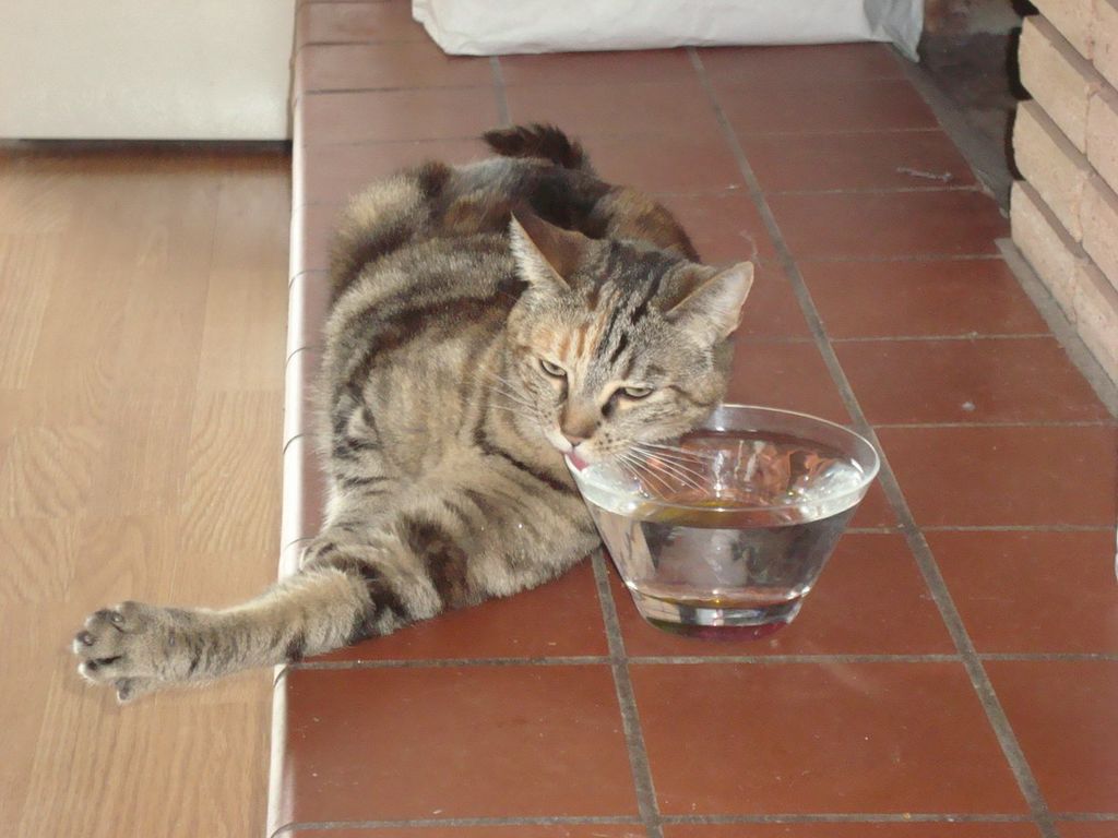 3 причины почему кот не пьет воду – последствия