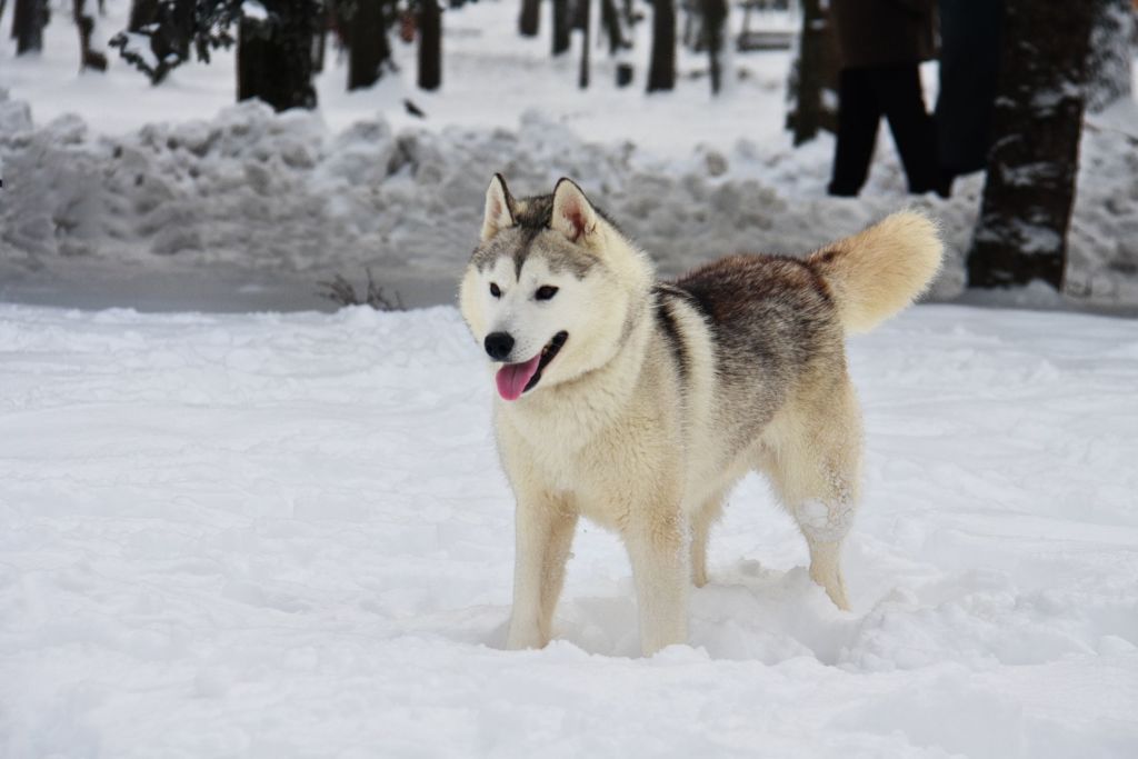 Сахалинские хаски: почему исчезла древнейшая порода ездовых собак? |
