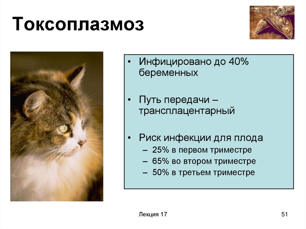 Токсоплазмоз у кошек: диагностика и опасность для хозяина