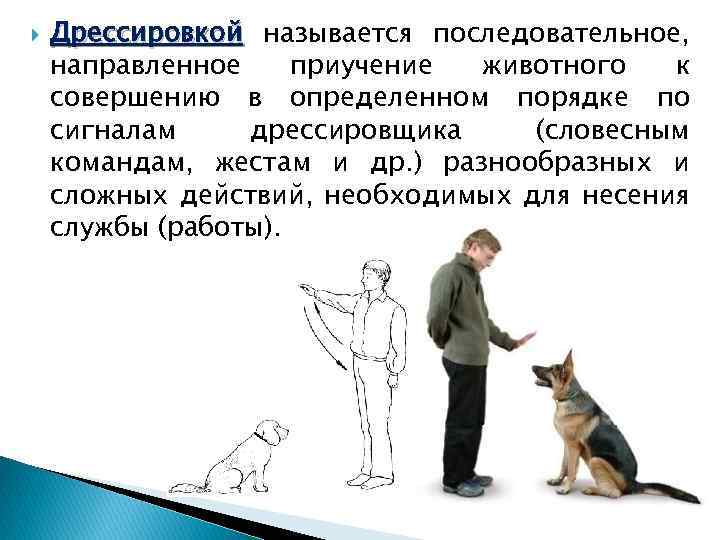 Окд для собак: описание курса и основных команд