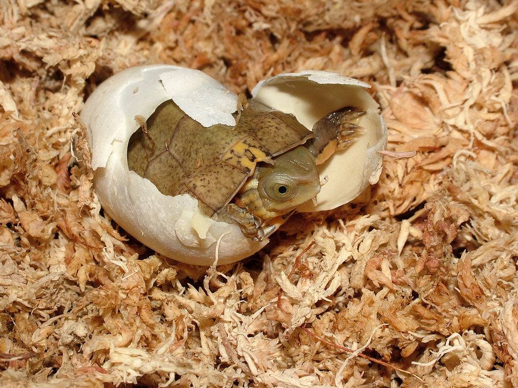 Красноухая черепаха откладывает яйца. Яйца красноухой черепахи. Вылупление сухопутной черепахи. Яйца сухопутных черепах. Красноухая черепаха размножение.