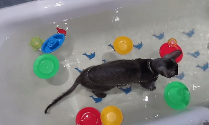 Почему кошки боятся воды? как помыть кошку, если она не любит воду?